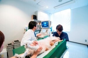 Veterinary ultrasound